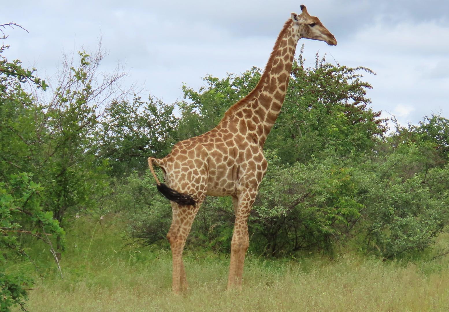 Farm for Sale - Limpopo