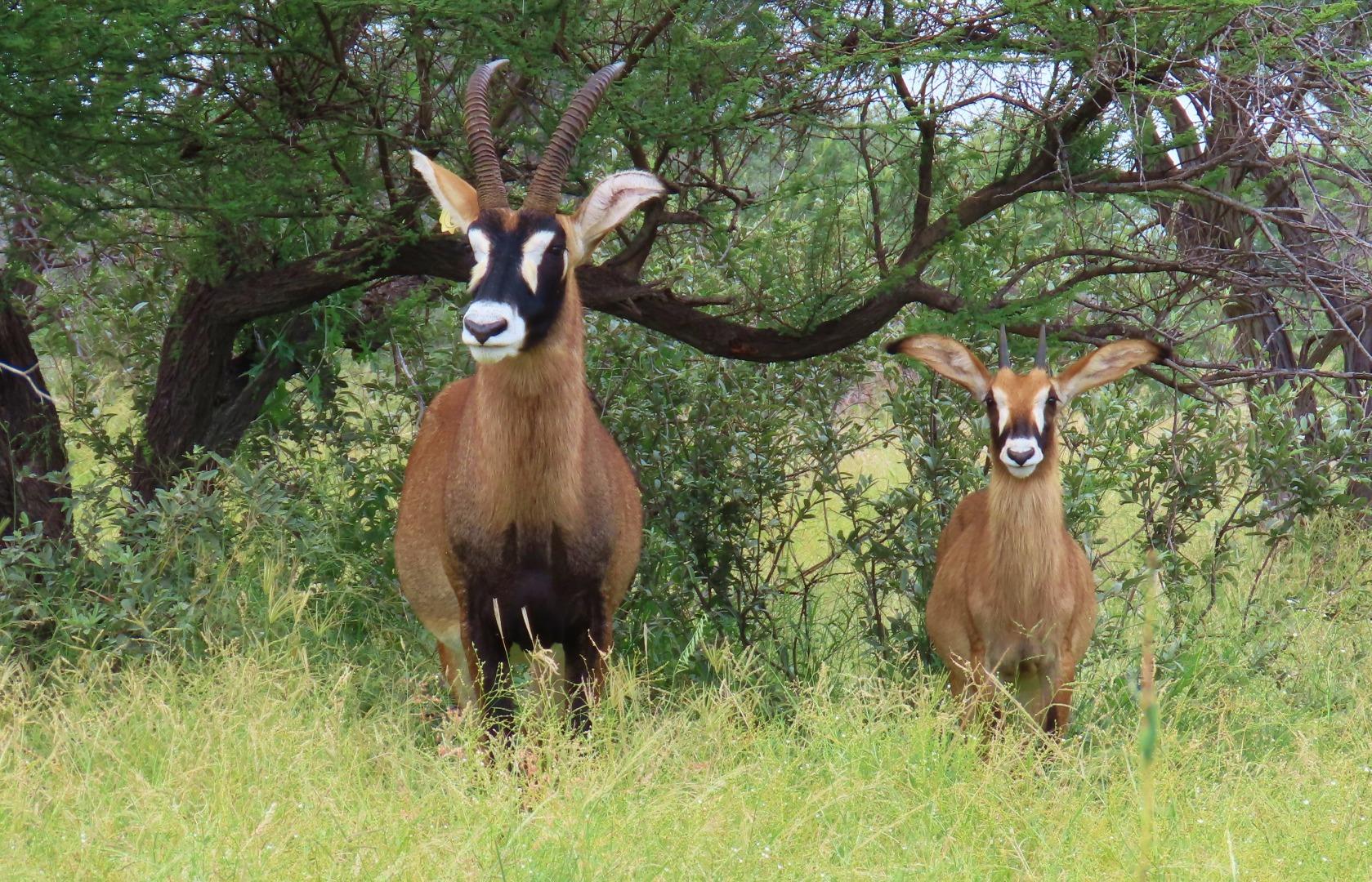 Farm for Sale - Limpopo